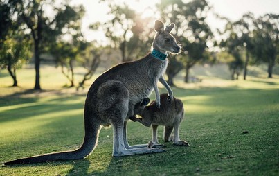 екскурзии до австралия